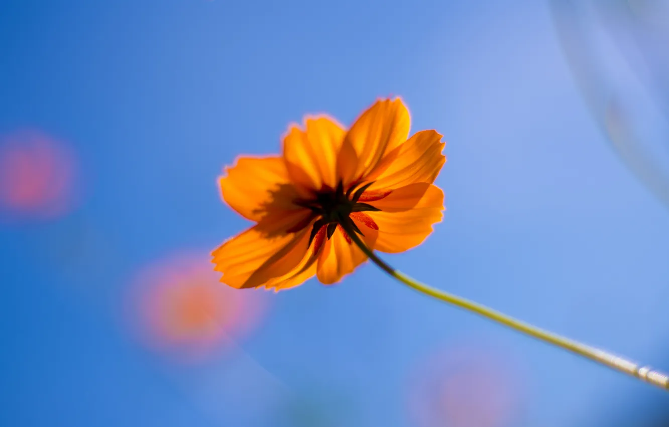 Photo wallpaper the sky, petals, stem, kosmeya