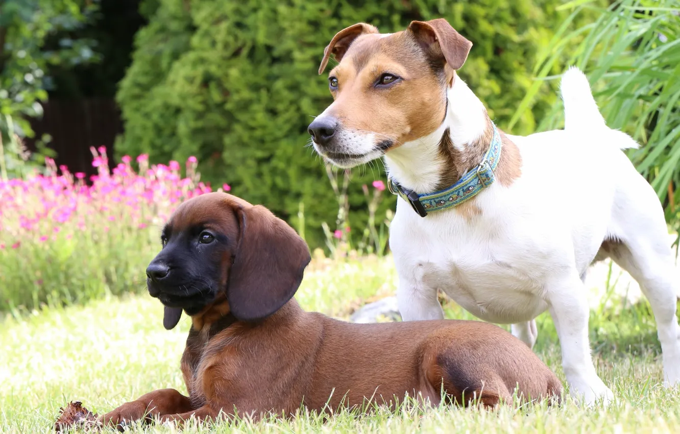 Photo wallpaper dogs, puppy, lawn, Jack Russell Terrier, The Bavarian mountain hound