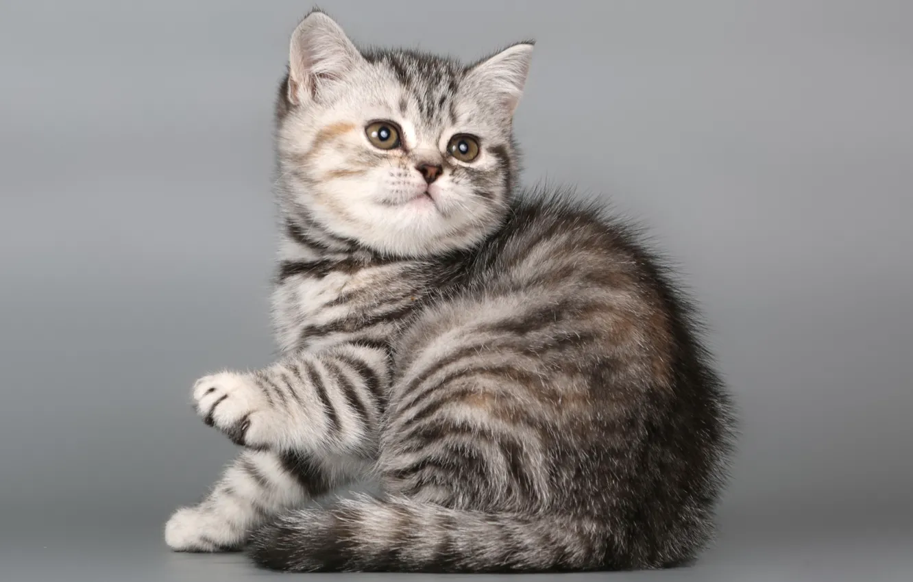 Photo wallpaper cat, kitty, kitty, British Shorthair