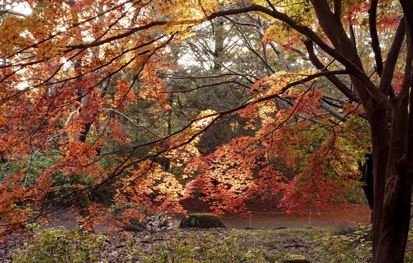 Photo wallpaper autumn, trees, colors, Japan, Japan, autumn, tree, fall