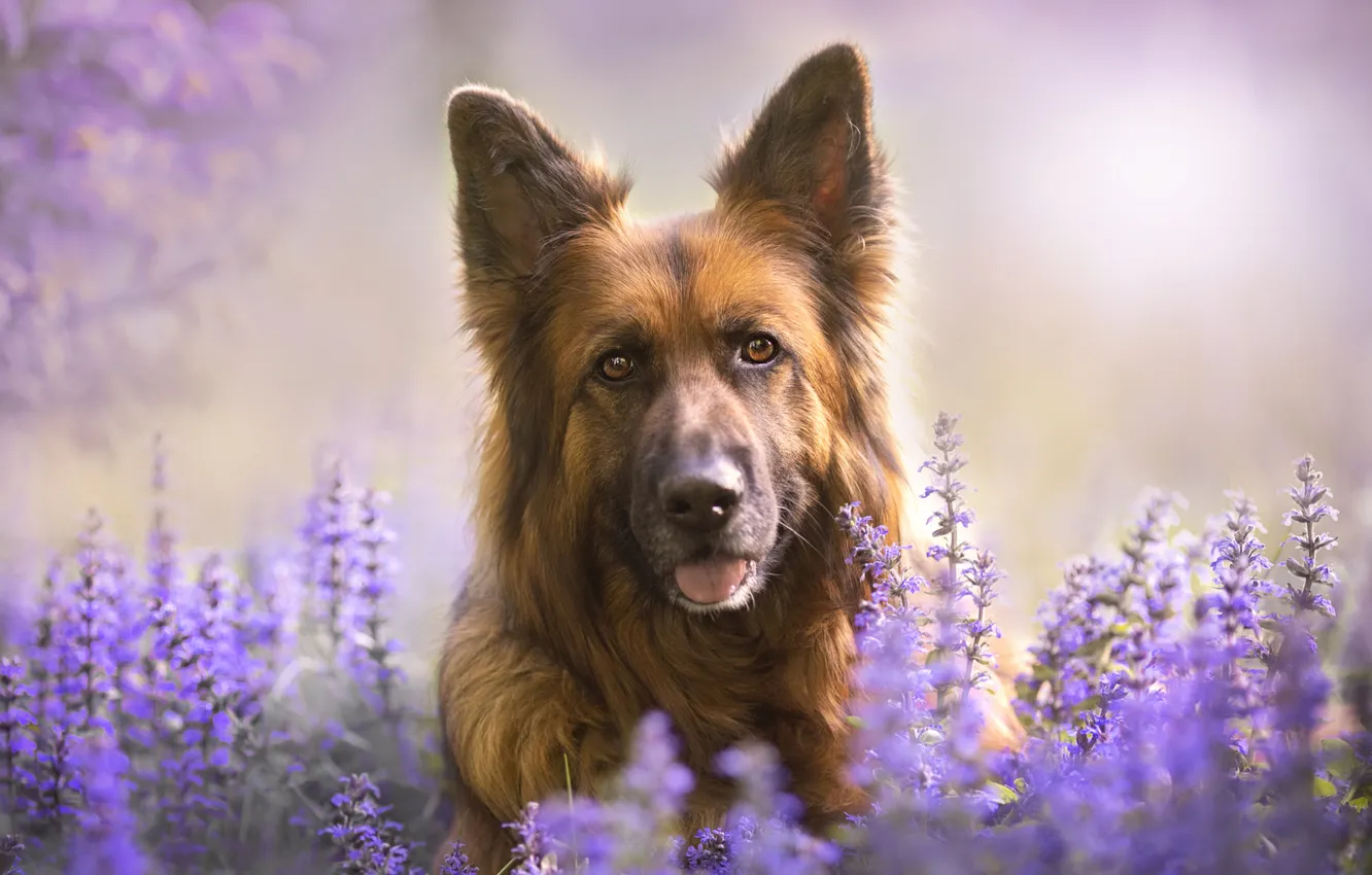 Photo wallpaper language, look, flowers, nature, dog, face, German shepherd