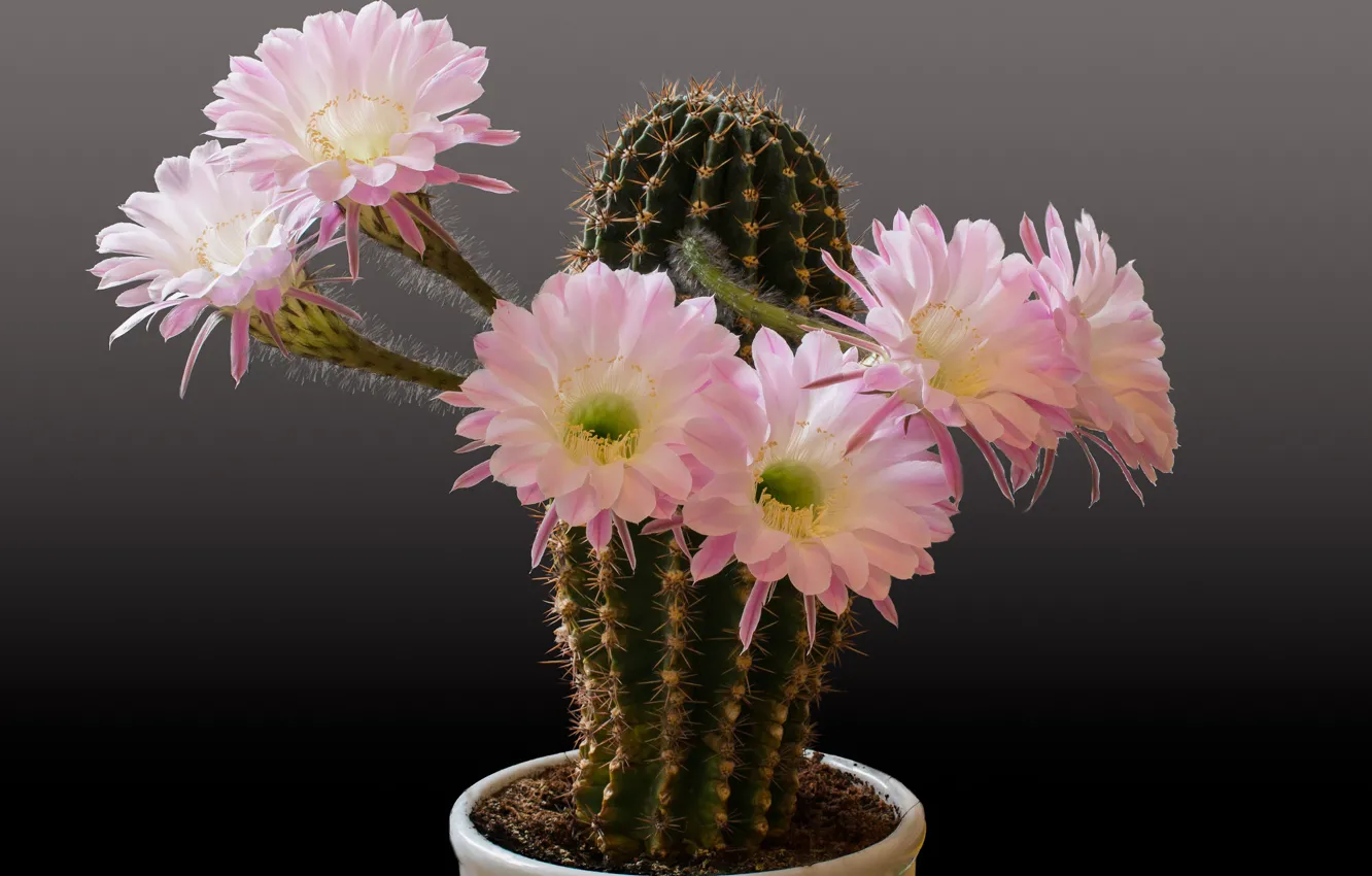Photo wallpaper cactus, barb, flowers