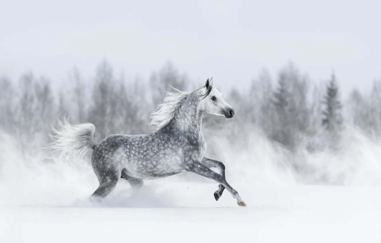 Photo wallpaper winter, forest, snow, grey, horse, the wind, horse, ate