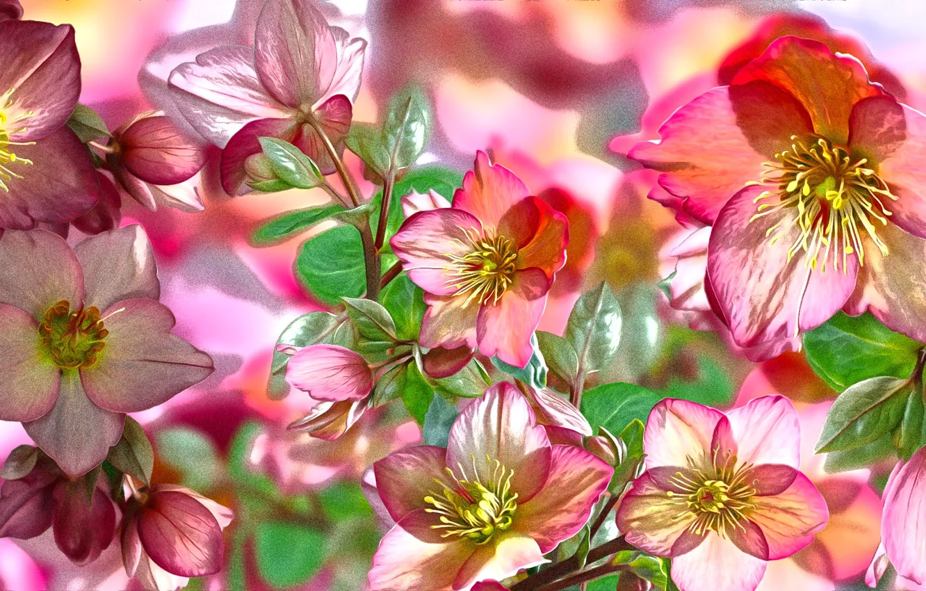 Photo wallpaper Graphics, Flowers, hellebore