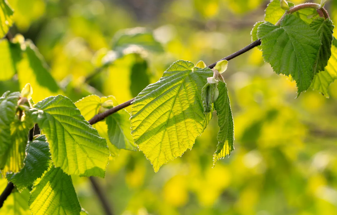 Photo wallpaper spring, leaf, twig