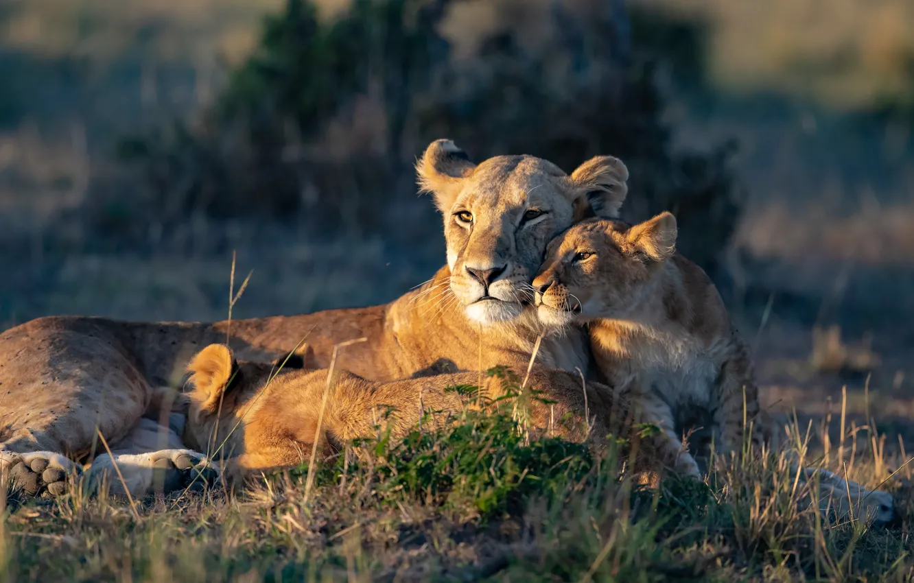 Photo wallpaper light, nature, kids, lions, the cubs, lioness, mom