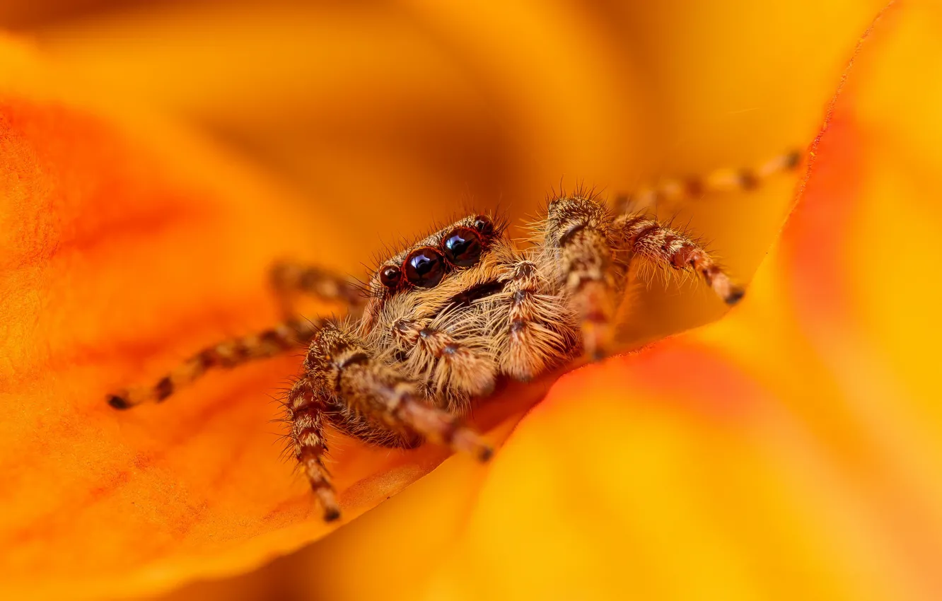 Photo wallpaper flowers, pose, look, macro, jumping spider, orange background, jumper, bokeh