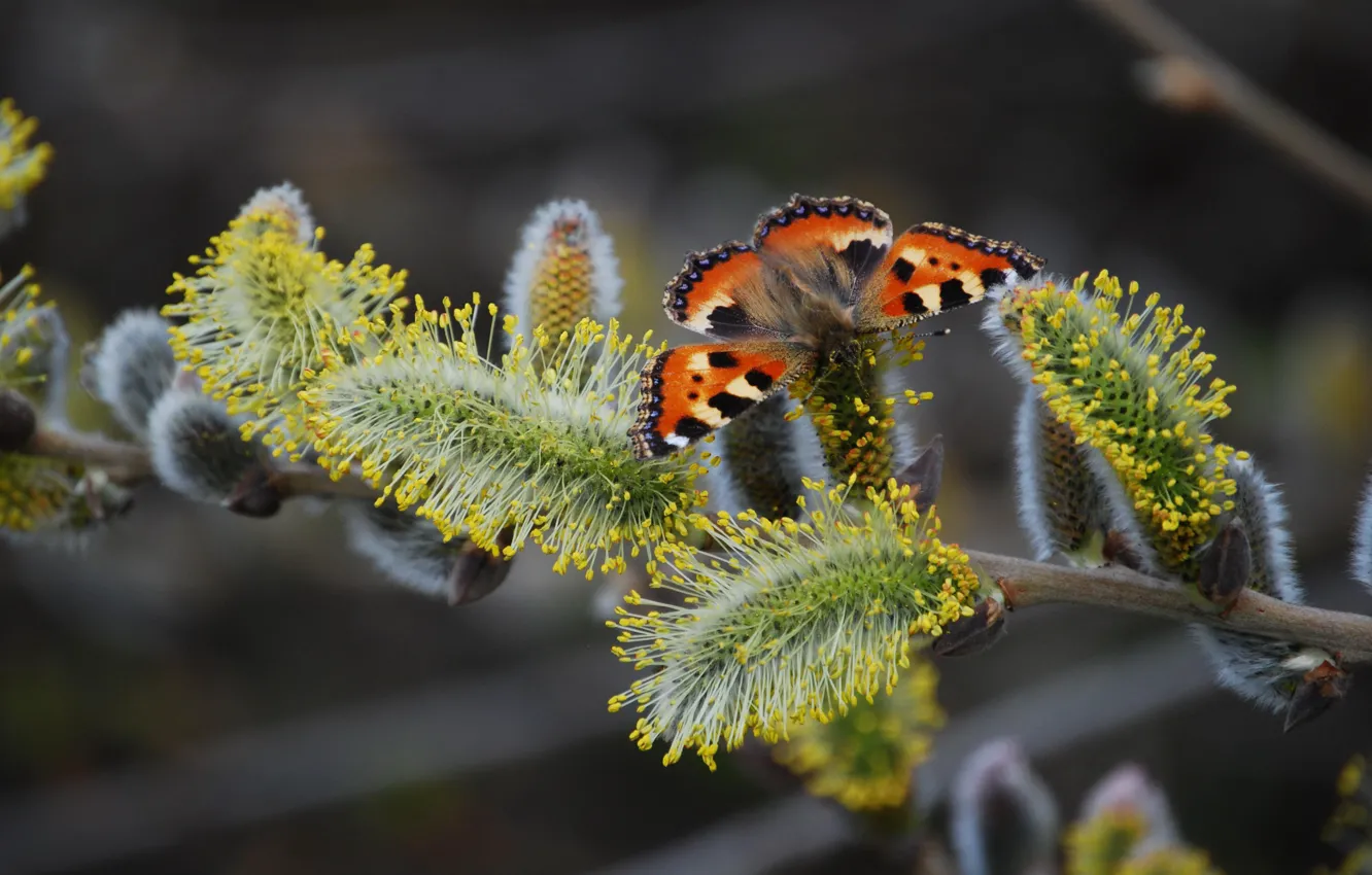 Photo wallpaper macro, branches, the dark background, butterfly, spring, Verba, bokeh, urticaria