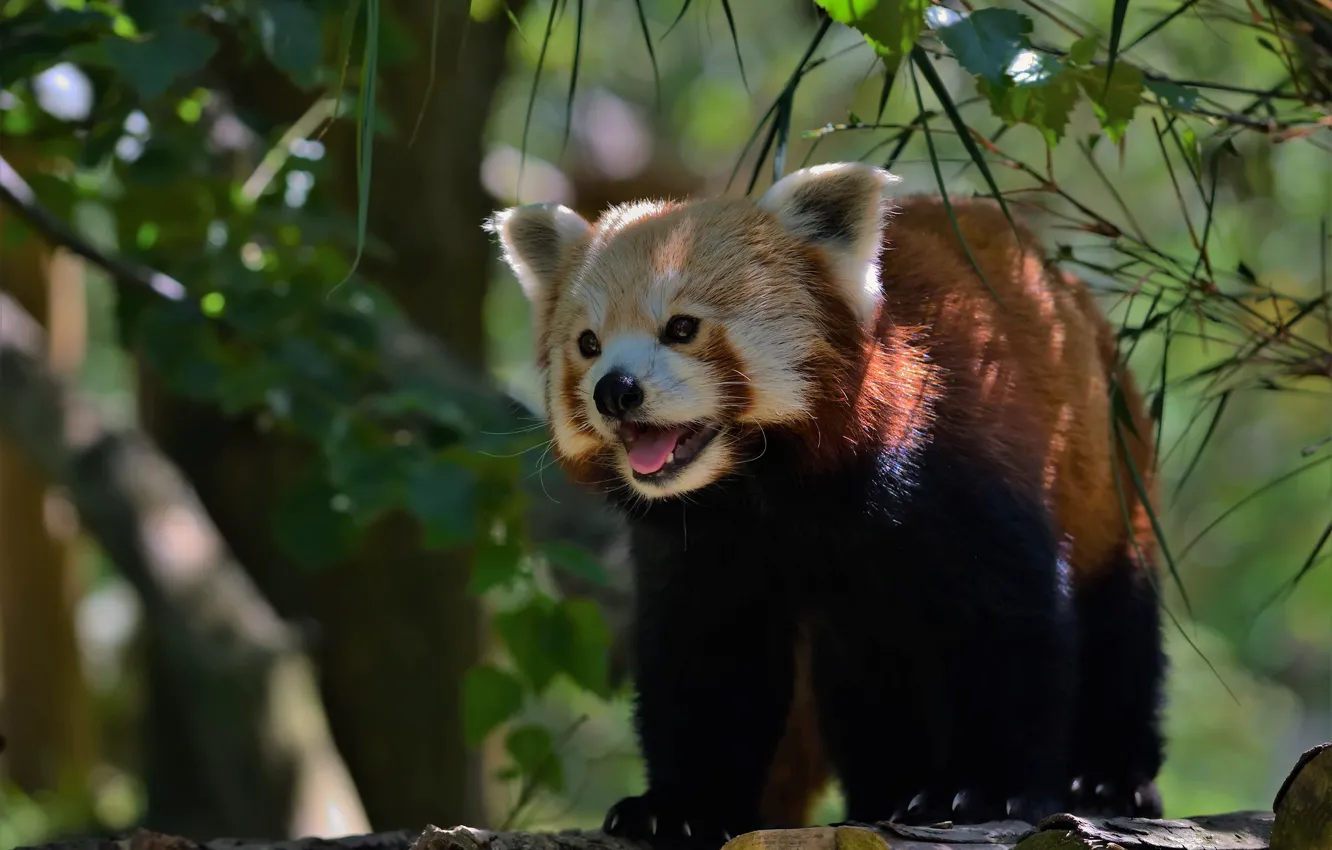 Photo wallpaper language, leaves, light, branches, pose, paws, red Panda, log