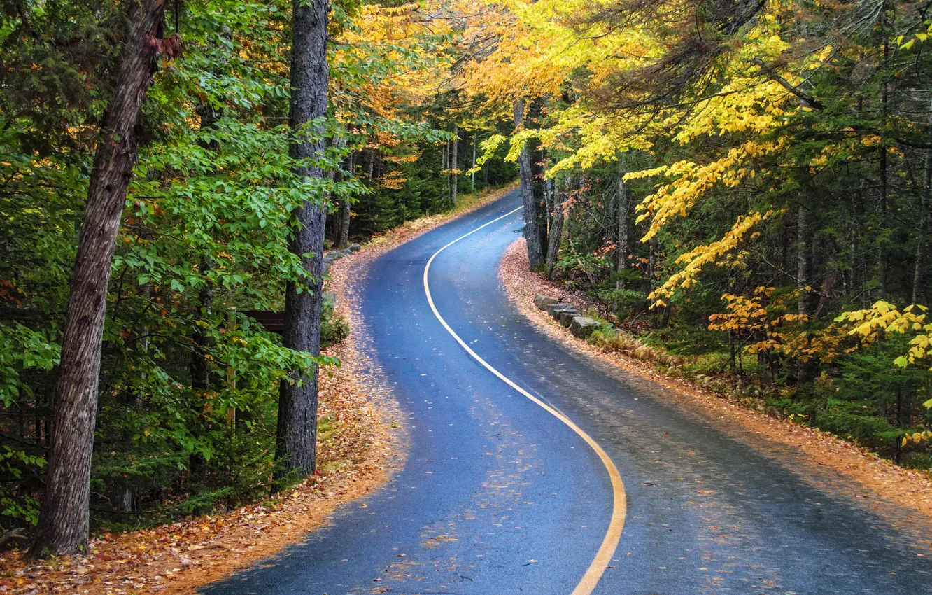 Photo wallpaper forest, road, nature, autumn