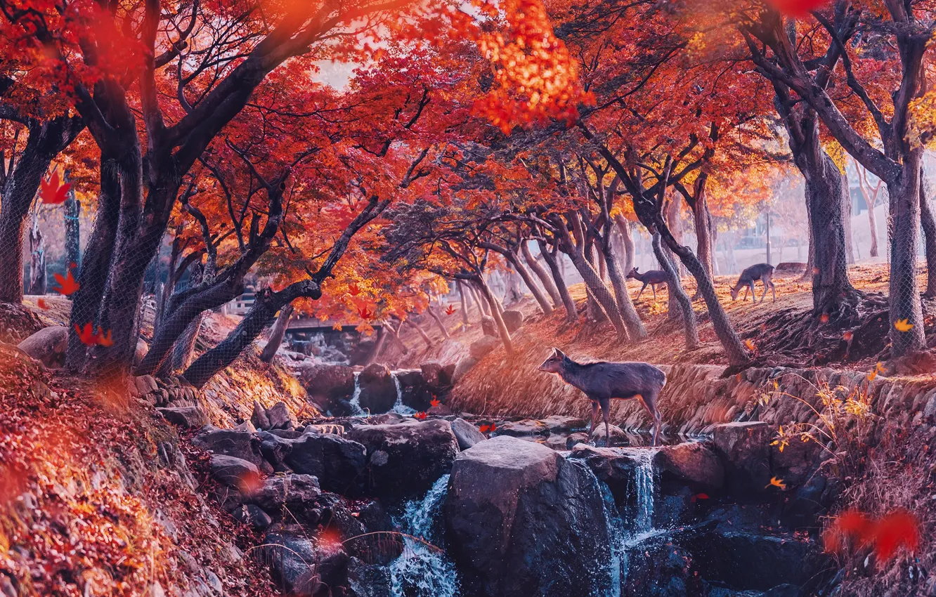 Photo wallpaper autumn, forest, leaves, trees, branches, red, Park, stream