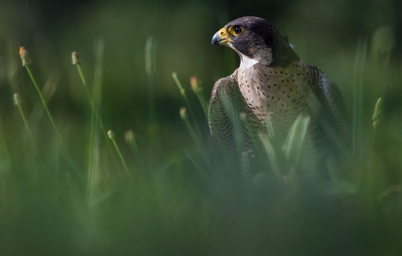 Photo wallpaper greens, grass, look, light, background, bird, blur, Falcon