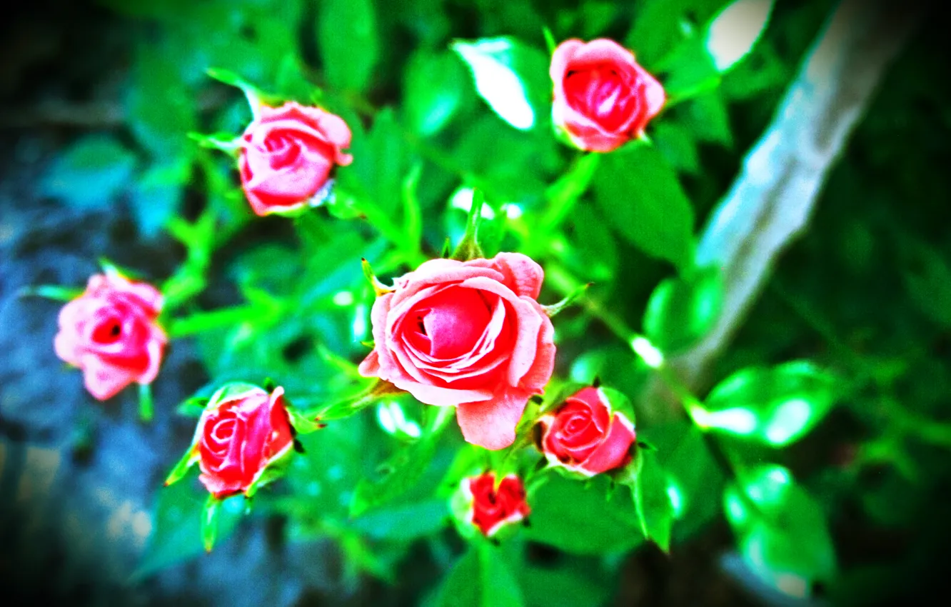 Photo wallpaper flower, rose, dwarf rose