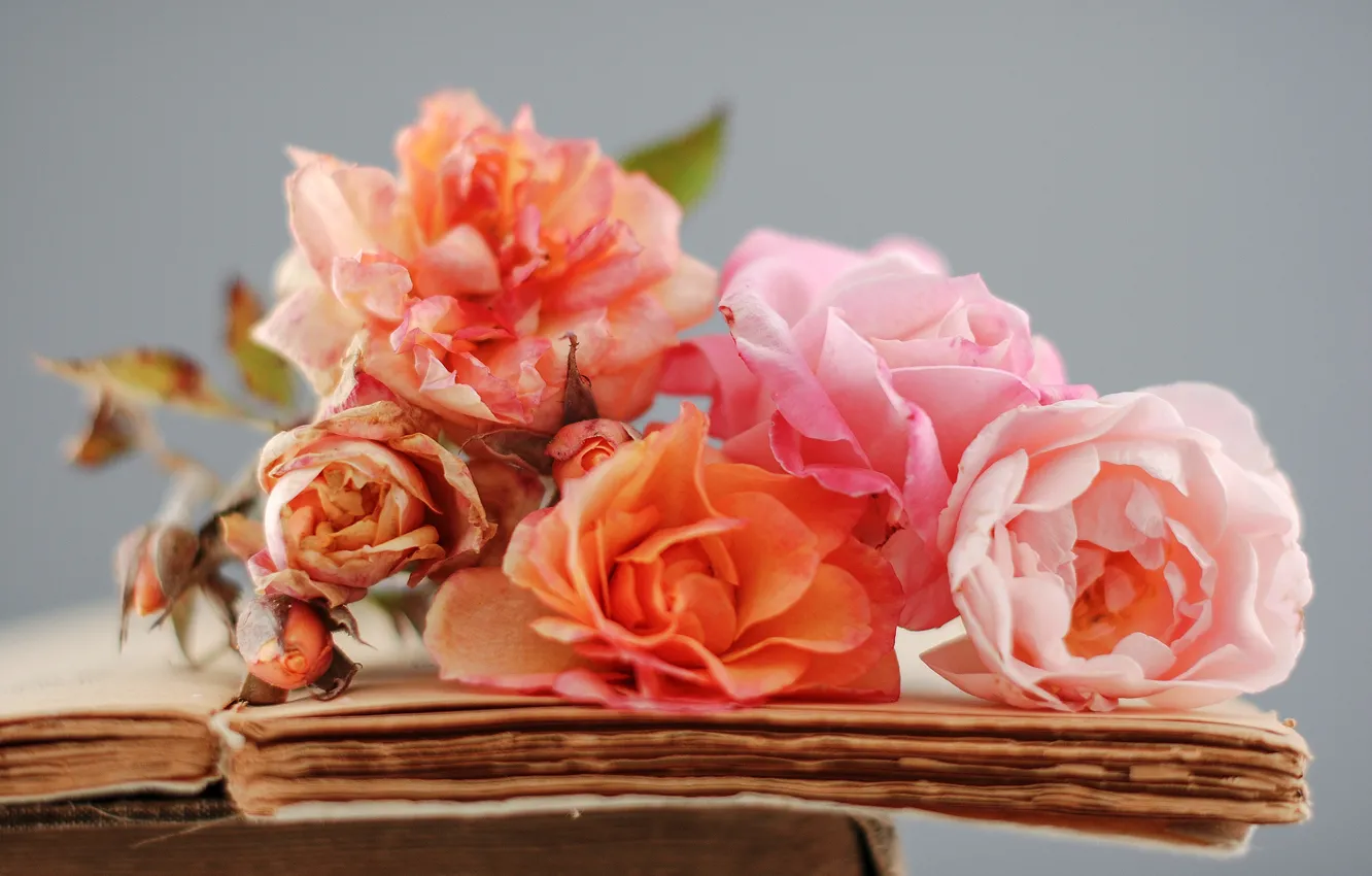 Photo wallpaper flowers, books, roses, old, dry, pink, orange, page