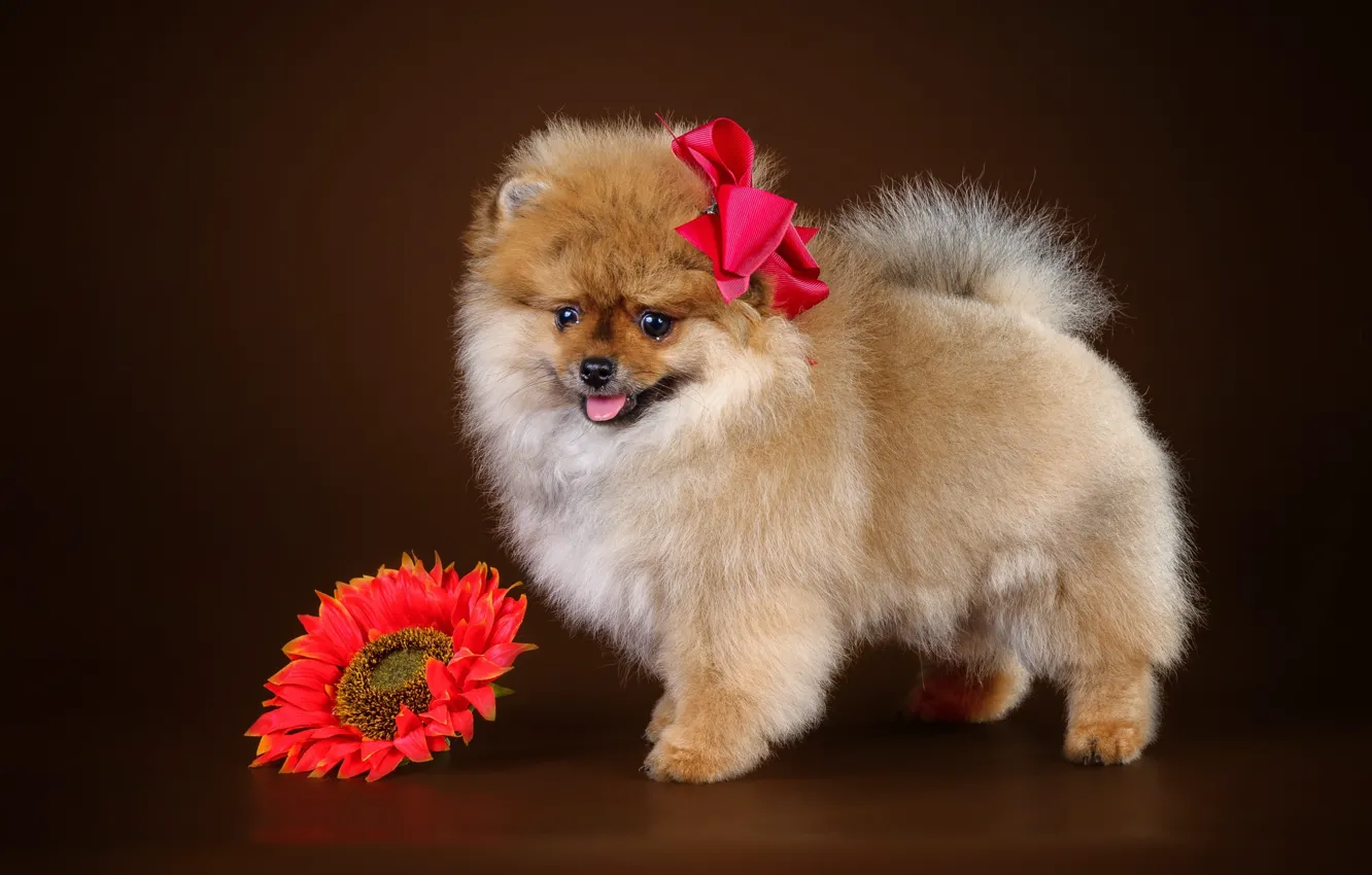 Photo wallpaper flower, puppy, bow, Spitz