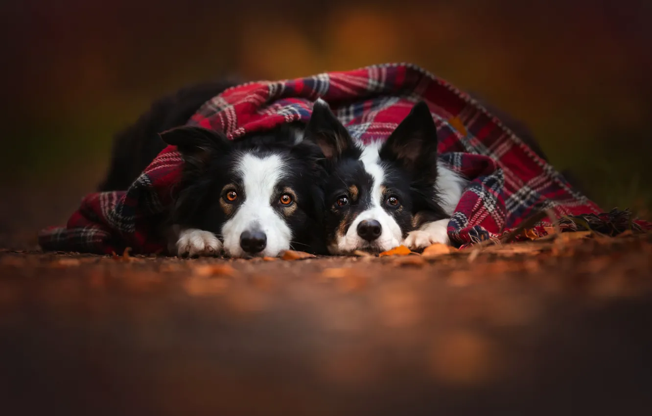 Photo wallpaper autumn, dogs, two, scarf, pair, friends