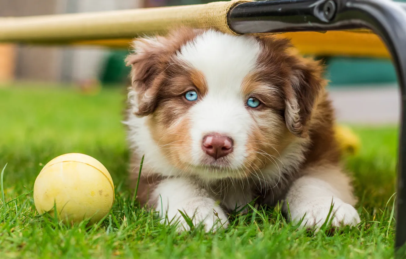 Photo wallpaper grass, portrait, dog, pipe, muzzle, puppy, lies, the ball