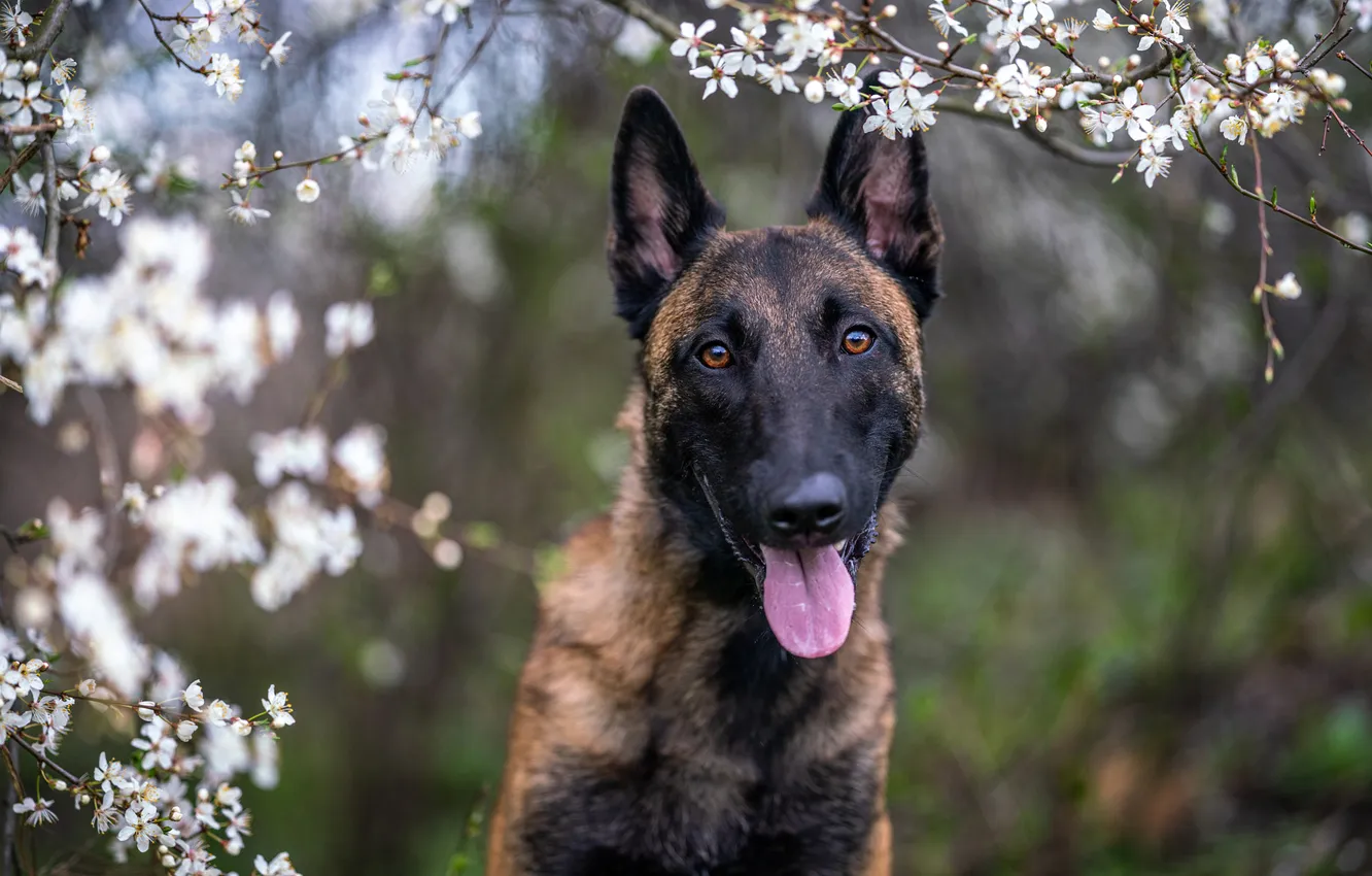 Photo wallpaper language, look, trees, branches, nature, pose, portrait, dog