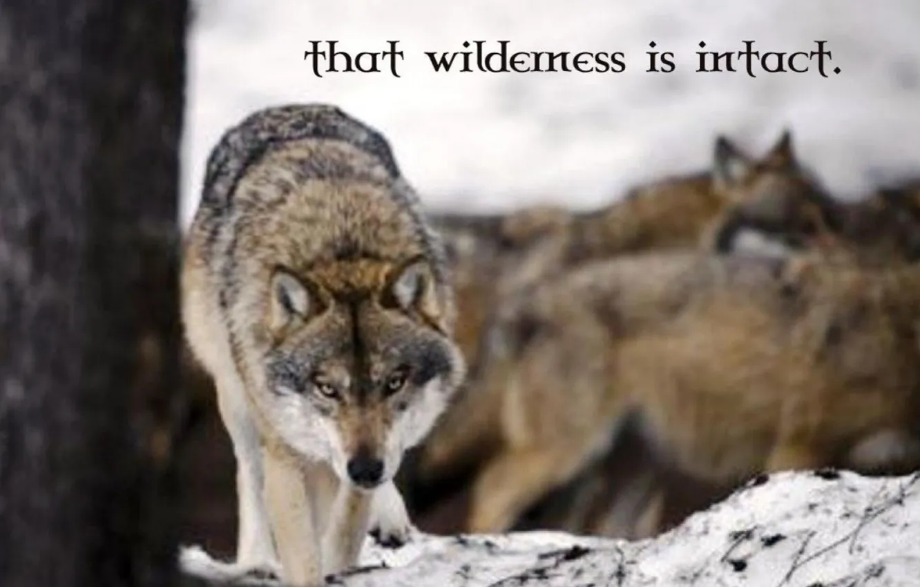 Photo wallpaper Predator, nature, animal, wolf, quotes, wildlife, portrait, portrait.