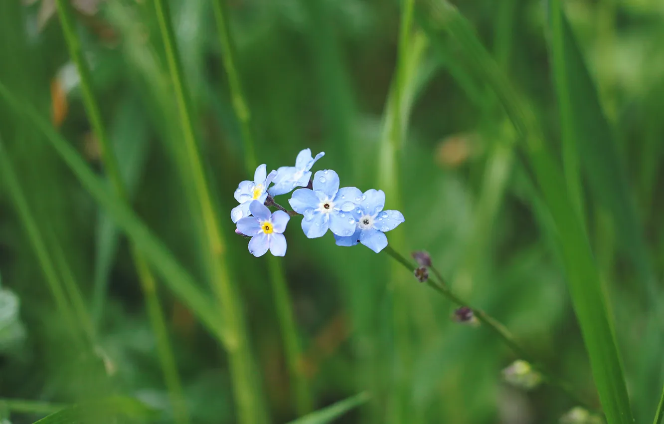 Photo wallpaper flower, petals, blue