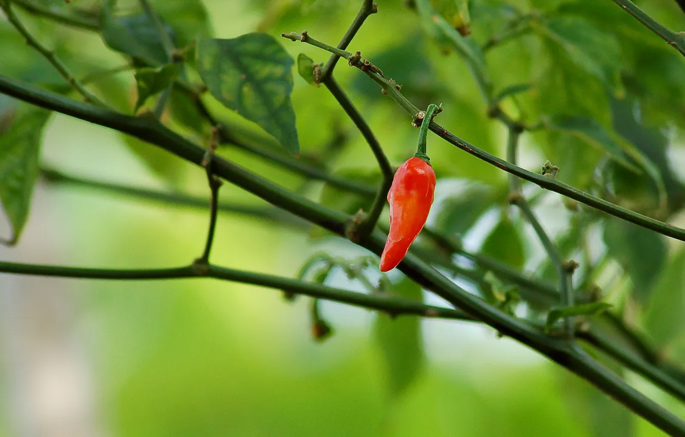 Photo wallpaper greens, landscape, pepper
