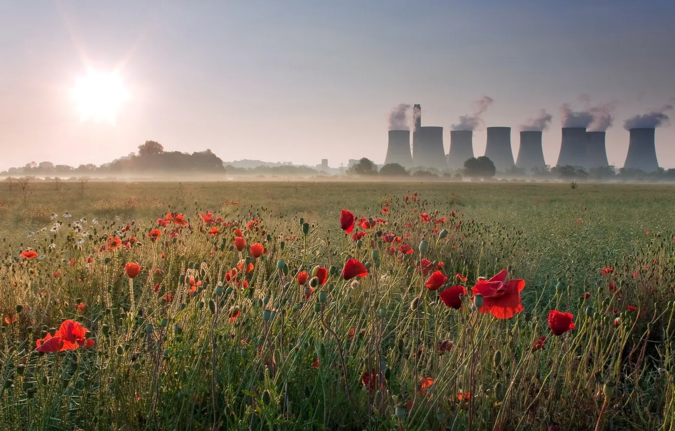 Photo wallpaper field, the sun, flowers, plant, smoke, pipe