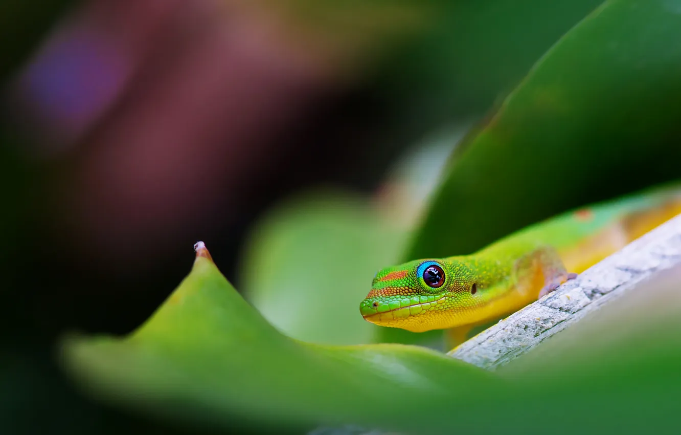 Photo wallpaper leaves, macro, lizard