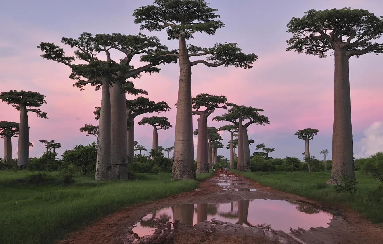 Photo wallpaper road, puddle, baobabs