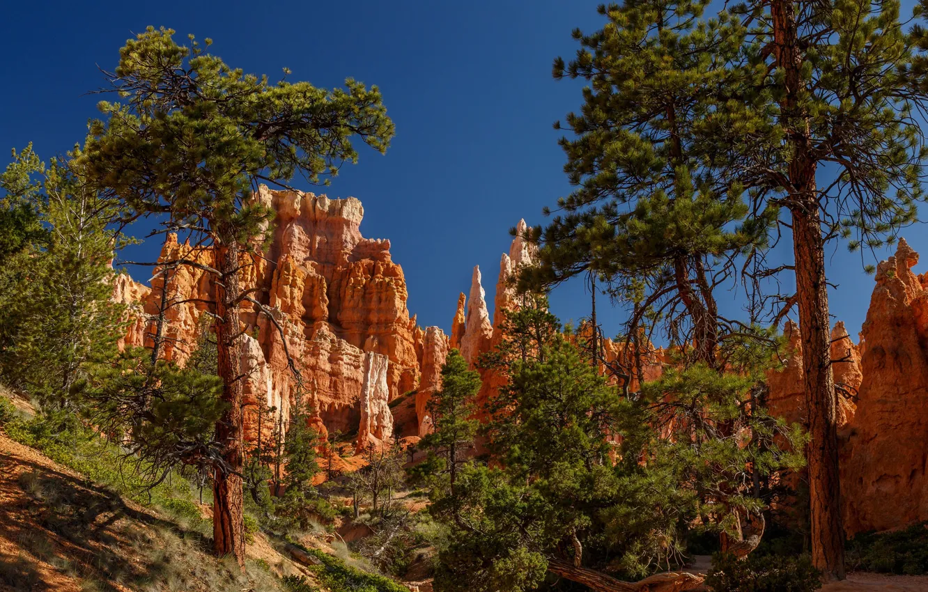 Photo wallpaper trees, pine, Utah, Bryce Canyon, Utah, Bryce Canyon National Park, National Park Bryce Canyon, Bryce …