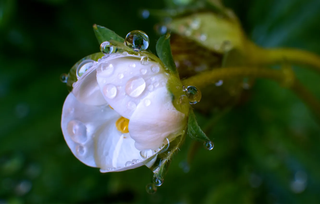 Photo wallpaper greens, white, drops, macro, flowers, Rosa, buds