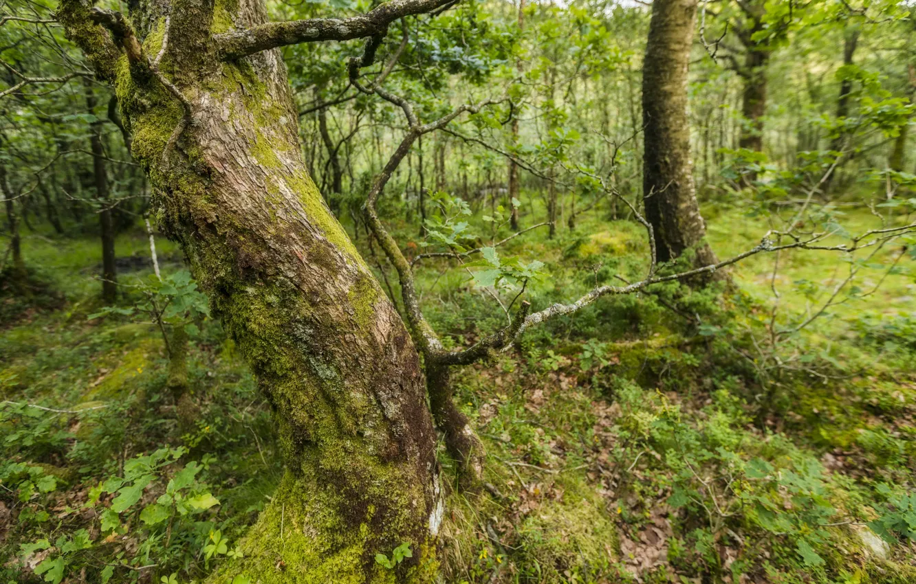 Photo wallpaper forest, summer, trees, nature