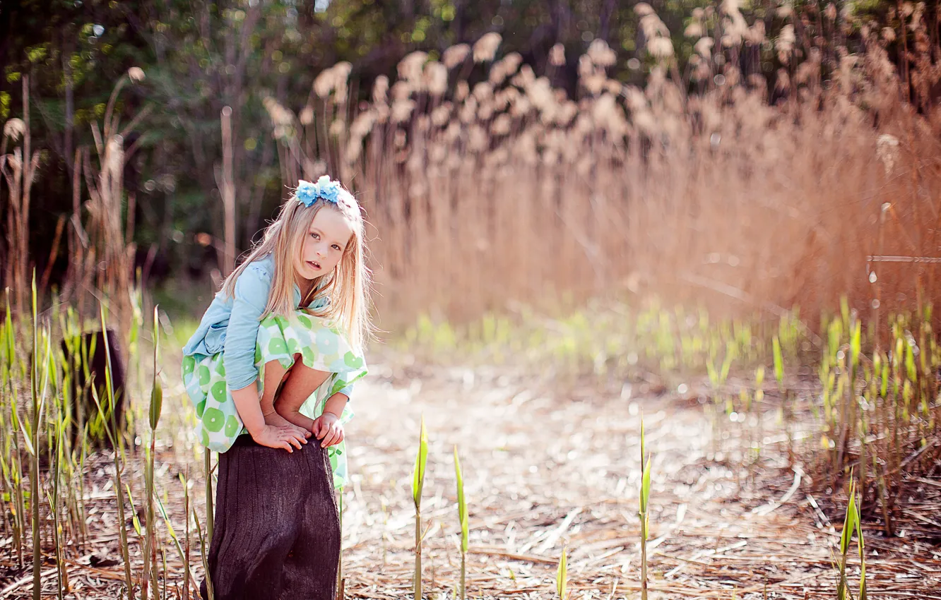 Photo wallpaper summer, grass, look, light, thickets, shore, stump, reed