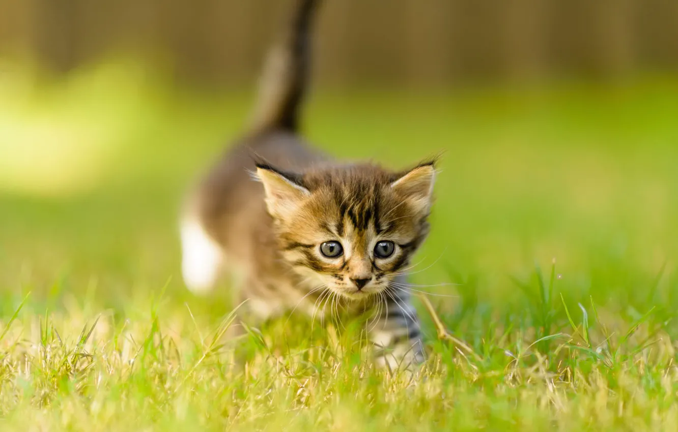 Photo wallpaper cat, summer, grass, look, nature, pose, kitty, grey