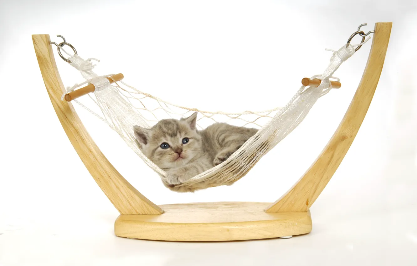 Photo wallpaper cat, stay, baby, hammock, white background, lies, kitty, toy