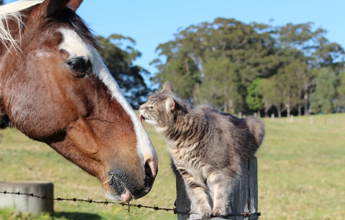 Photo wallpaper cat, cat, horse, horse, friendship, friends