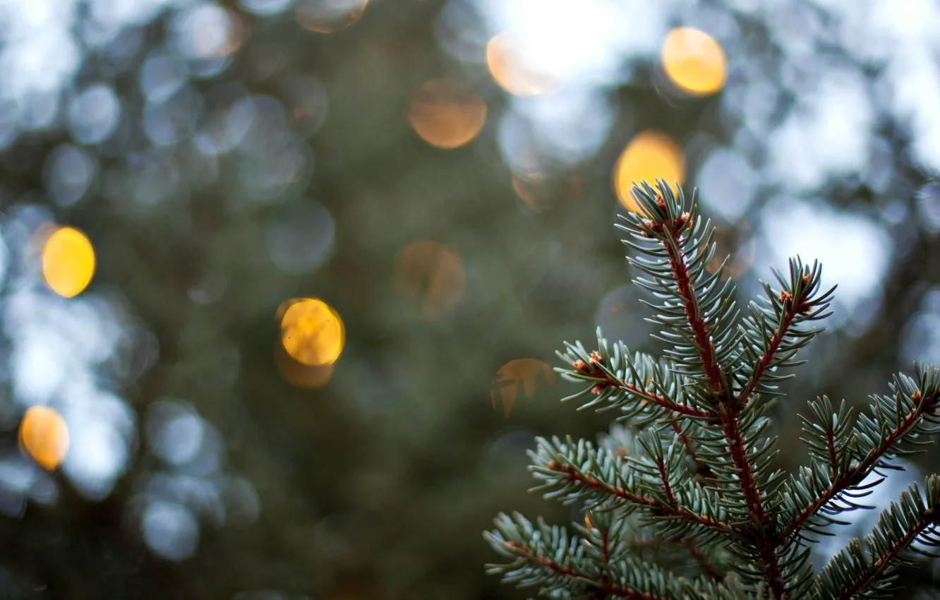 Photo wallpaper macro, background, Wallpaper, tree, spruce, blur, wallpaper, herringbone