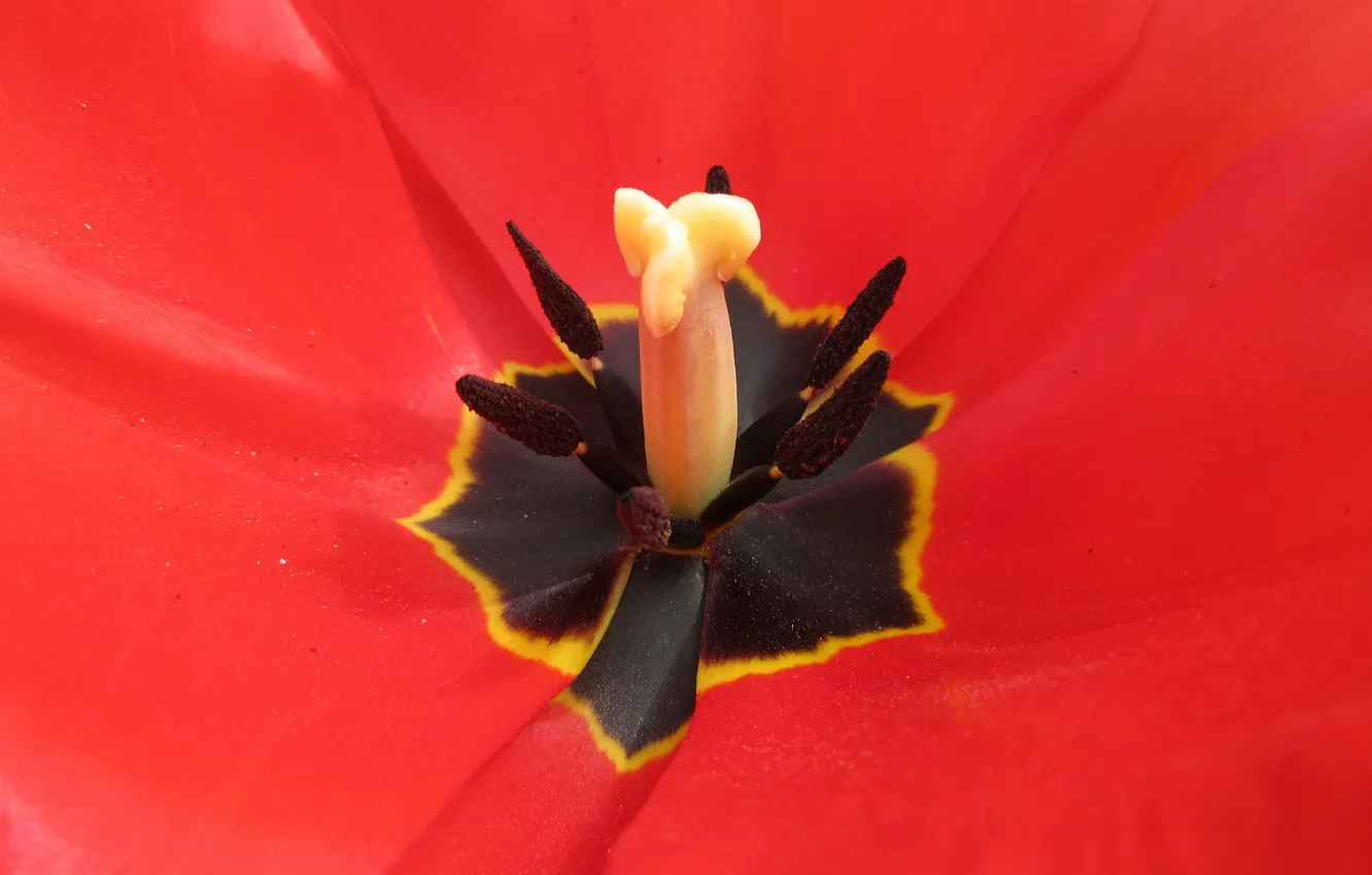 Photo wallpaper macro, April, stamens, tulips, pistil, spring 2018, Mamala ©