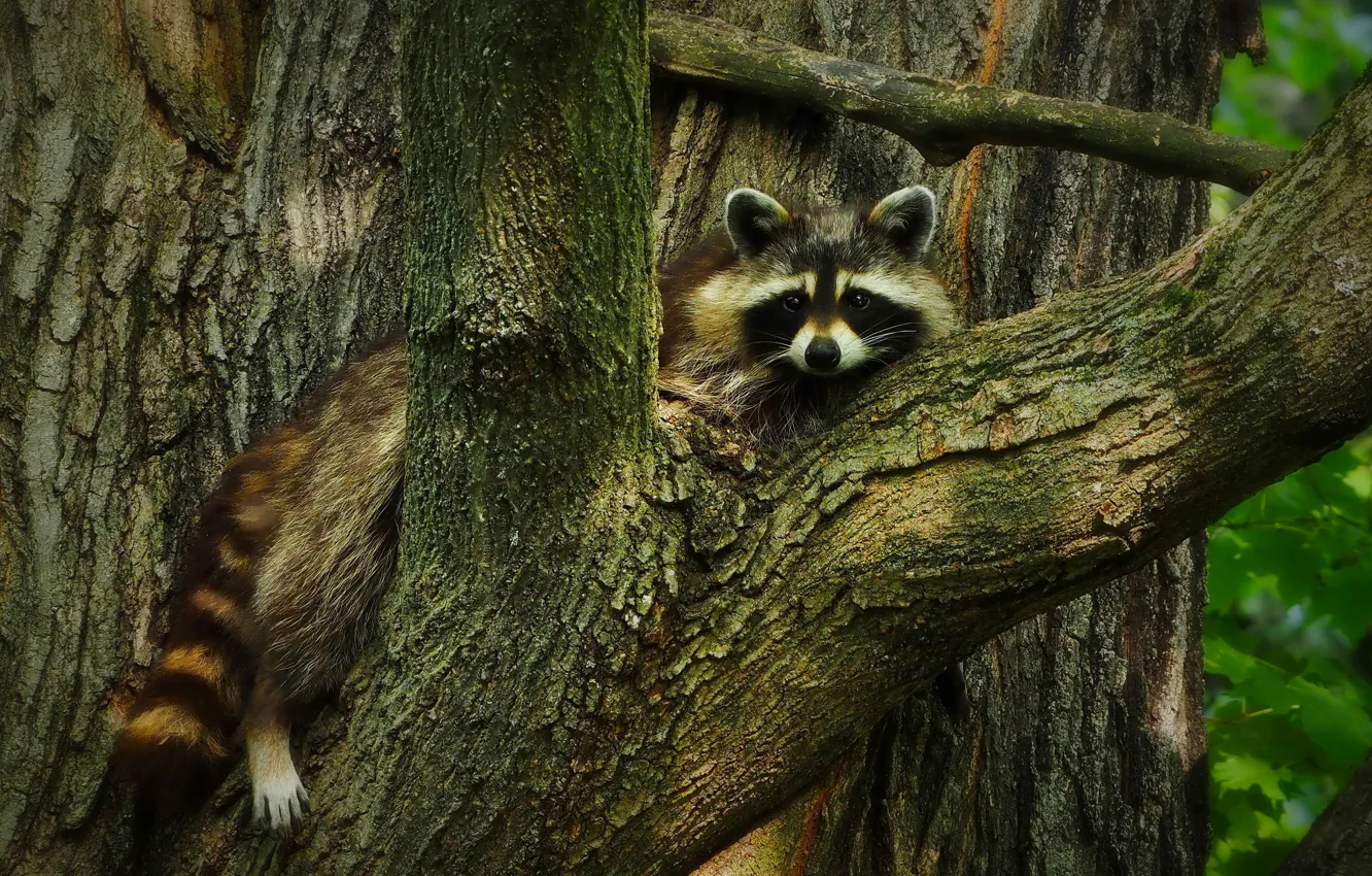 Photo wallpaper look, trees, nature, raccoon, lies, trunk, bark, face