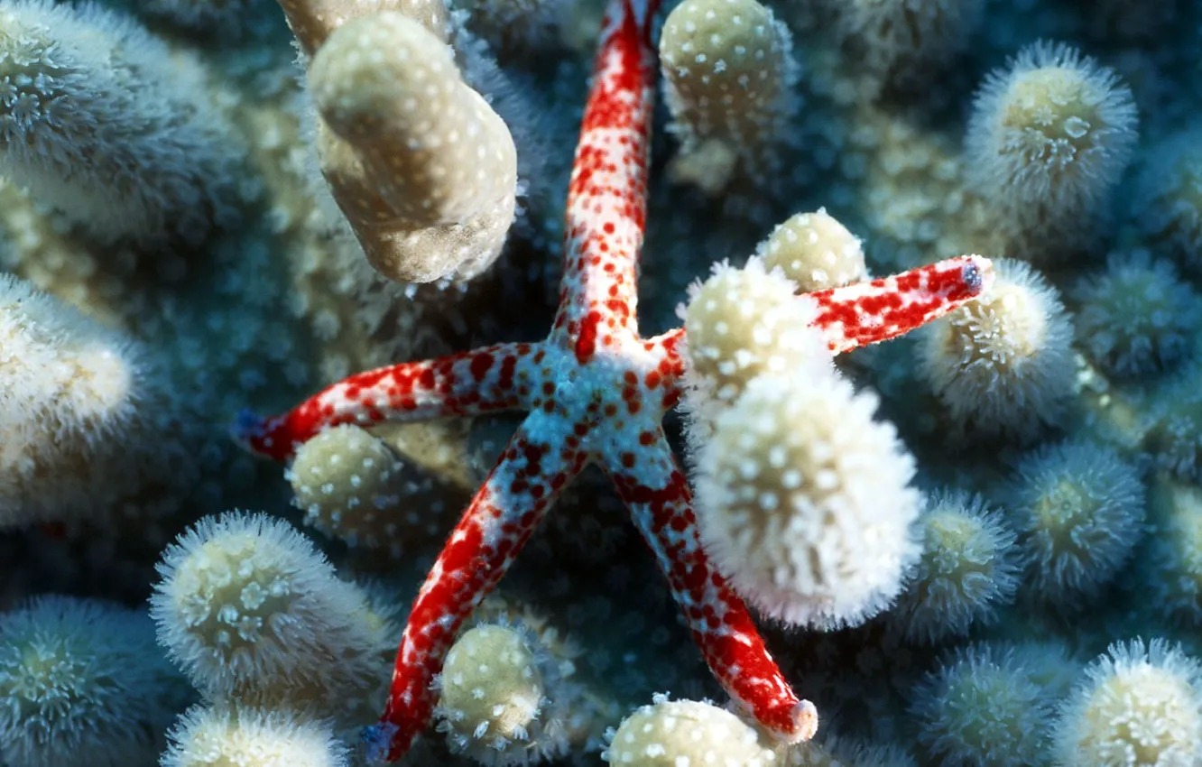 Photo wallpaper stars, corals, sea