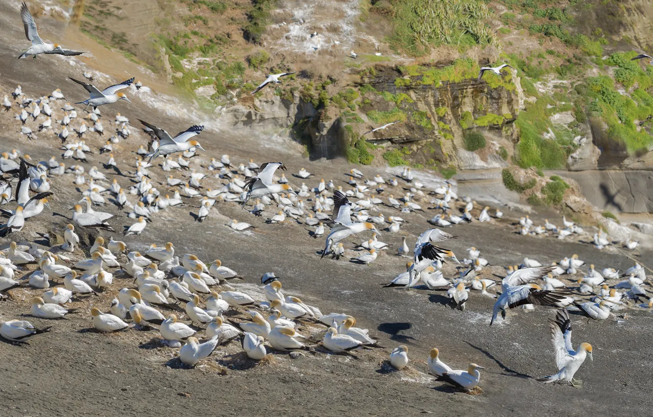 Photo wallpaper birds, nature, white, a lot, gannets