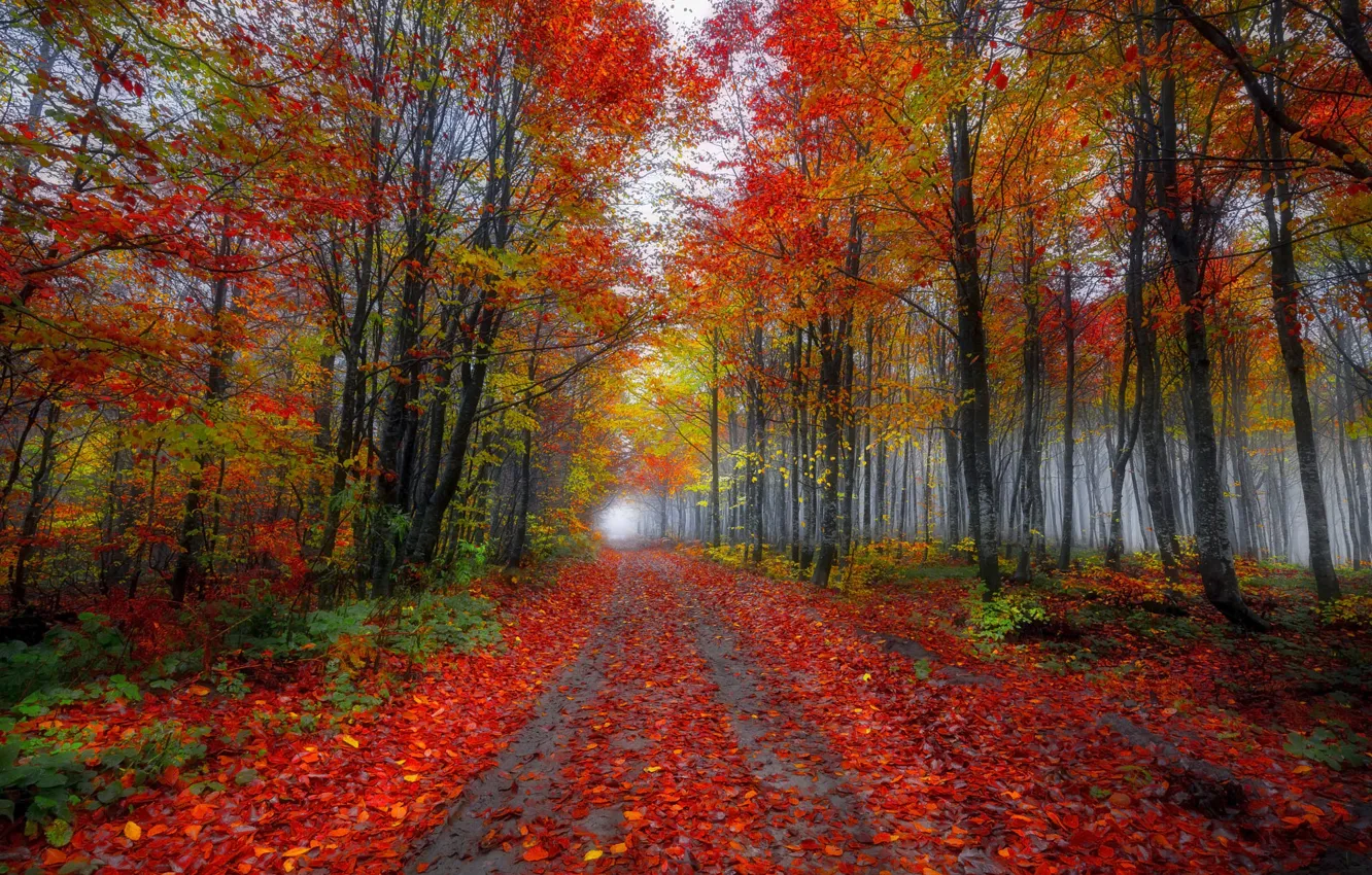 Photo wallpaper road, autumn, forest, trees, fog, Park, branch, alley