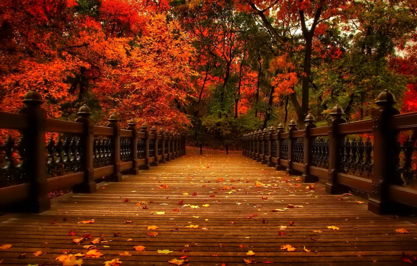 Photo wallpaper autumn, leaves, trees, nature, Park, alley, trees, nature
