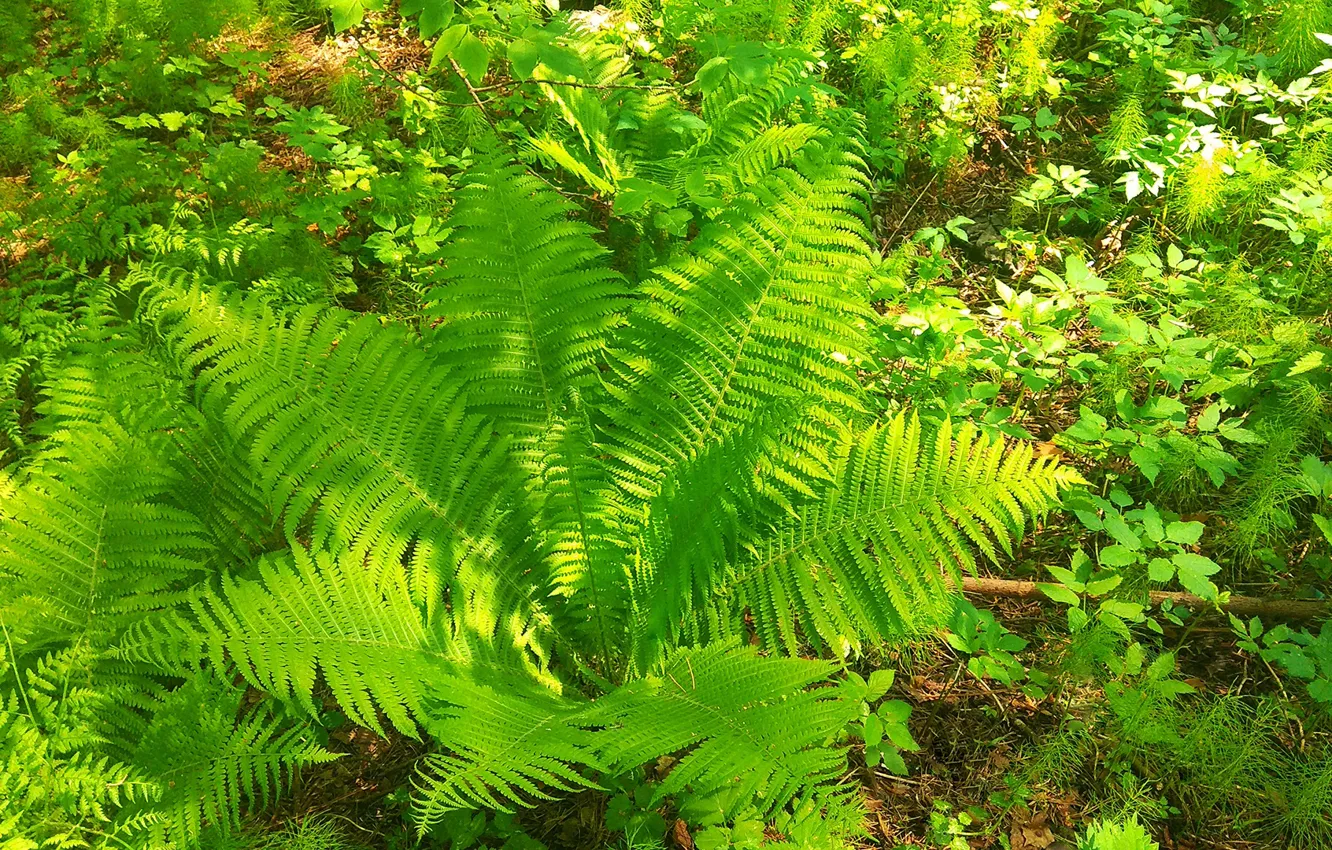 Photo wallpaper greens, plant, fern