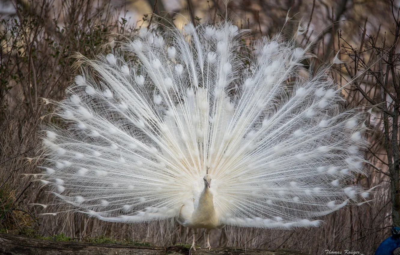 Photo wallpaper white, tail, peacock