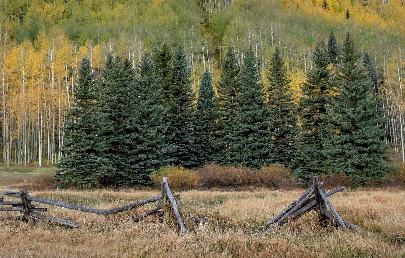 Photo wallpaper field, autumn, forest, grass, trees, mountains, Board, the fence