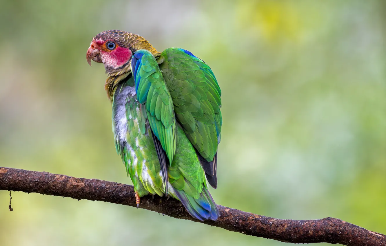Photo wallpaper branches, background, bird, Ara, rainbow
