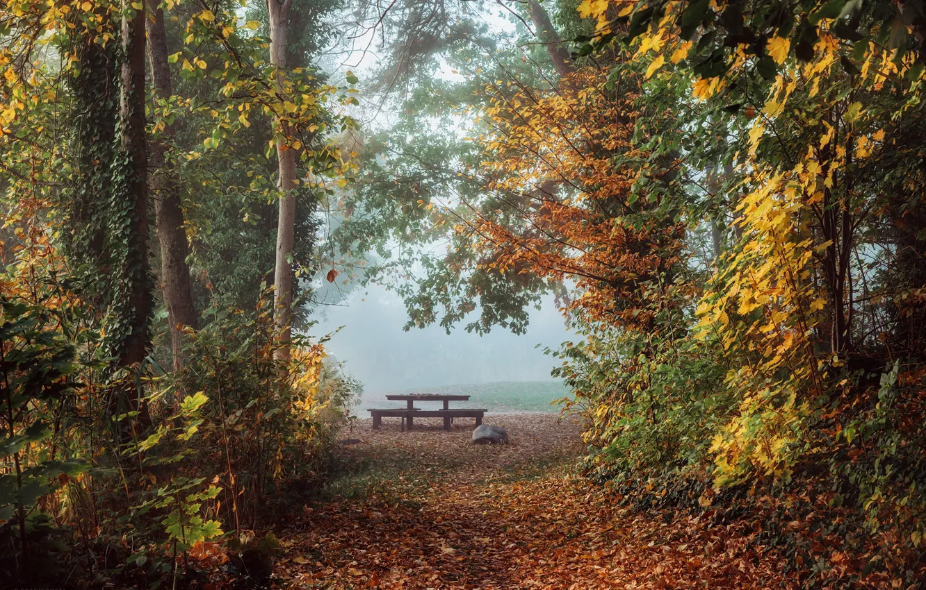 Photo wallpaper autumn, trees, landscape, nature, fog, table, morning, alley