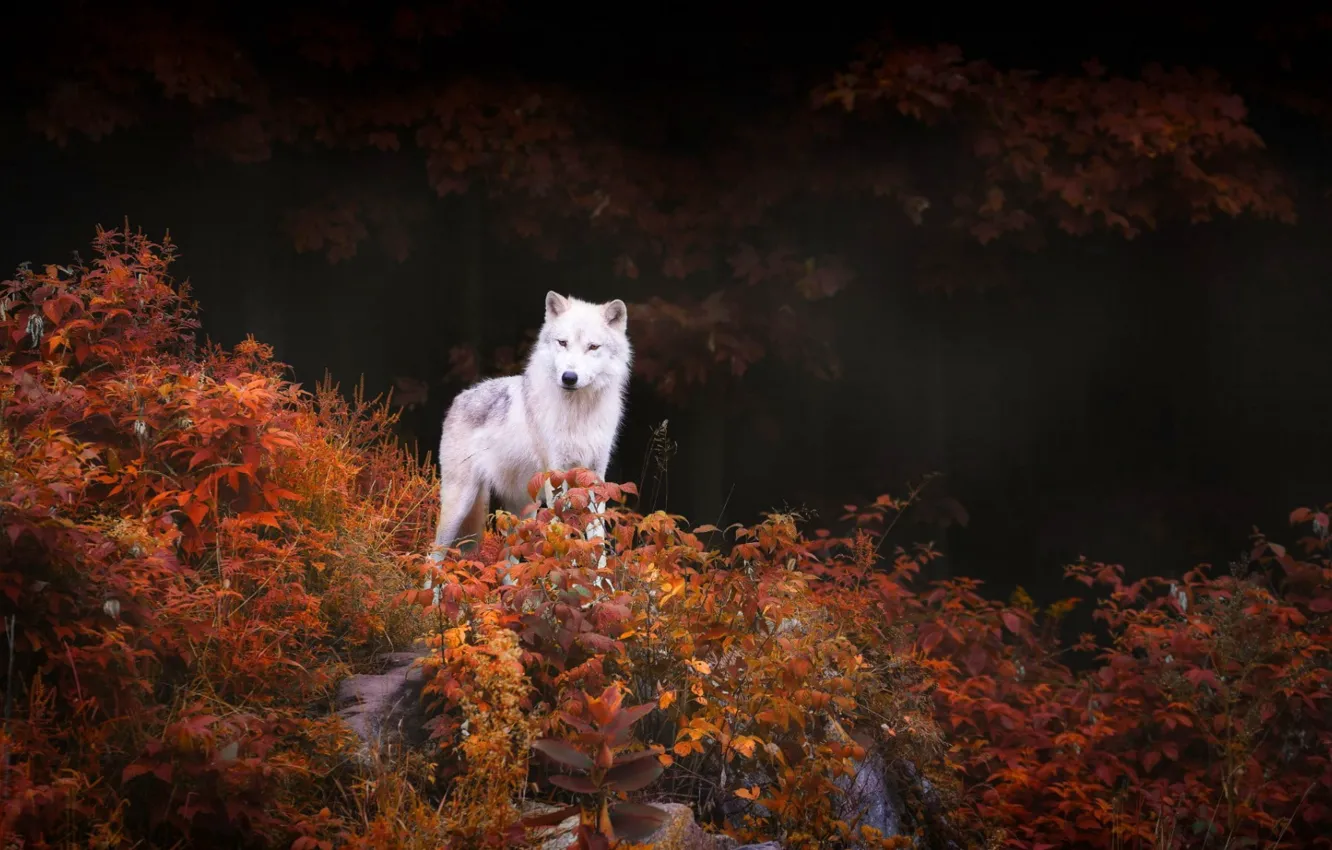 Photo wallpaper Predator, nature, animal, wolf, wildlife, portrait, portrait., Canis lupus. face