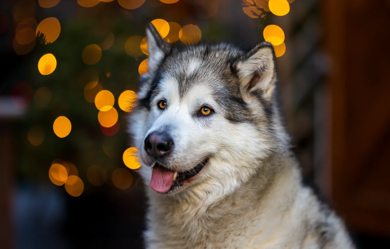 Photo wallpaper look, face, portrait, dog, Malamute