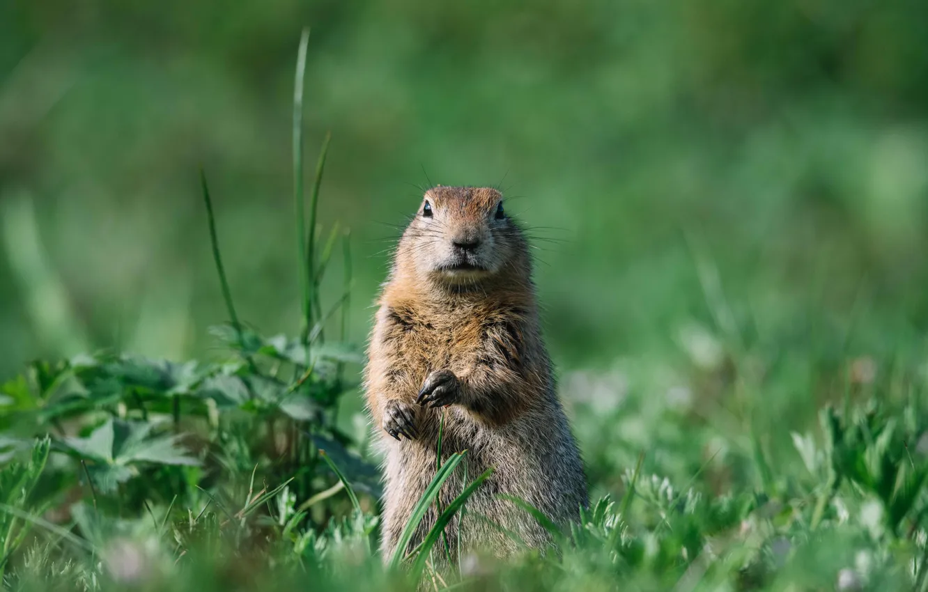 Photo wallpaper grass, plants, attention, gopher, rodent
